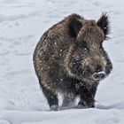 Wildschwein im Schnee 001