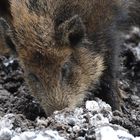 Wildschwein im Schnee