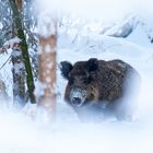 Wildschwein im Schnee