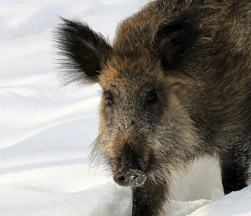 Wildschwein im Schnee