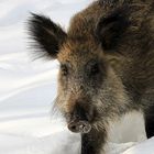 Wildschwein im Schnee