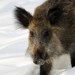 Wildschwein im Schnee