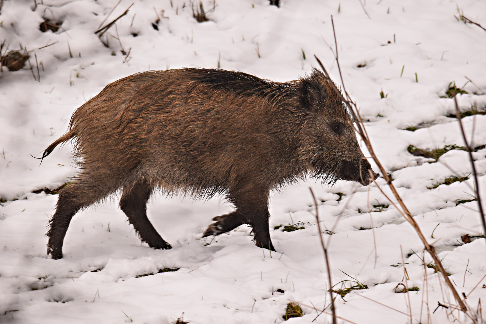 Wildschwein im Schnee