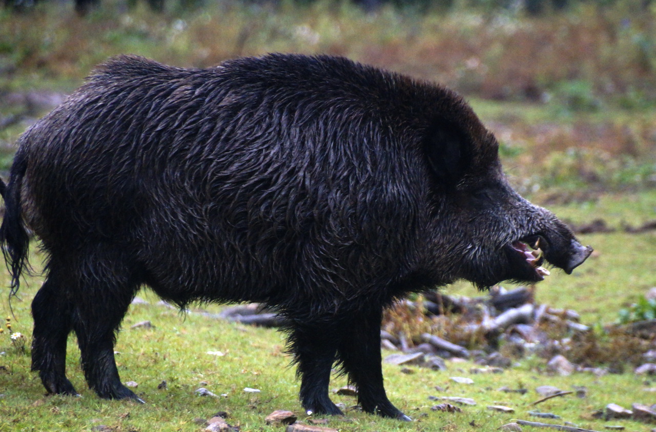 Wildschwein im Schwarzwaldpark Löffingen