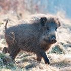 Wildschwein im Spätwinter