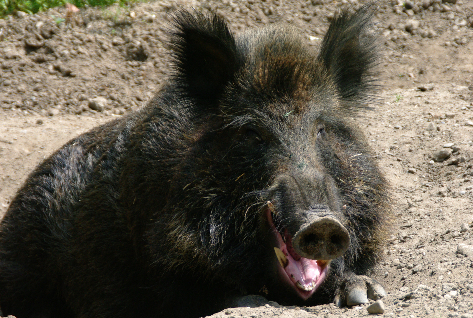 Wildschwein im Tierpark Anholter Schweiz