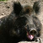 Wildschwein im Tierpark Anholter Schweiz