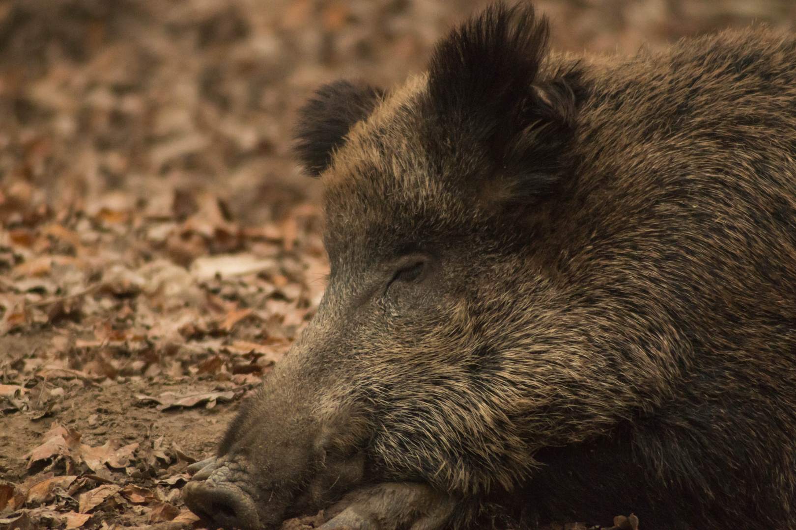 Wildschwein im Tierpark Sababurg