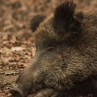 Wildschwein im Tierpark Sababurg