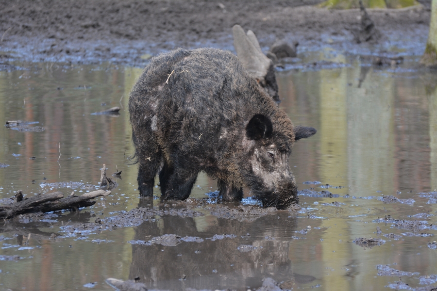 Wildschwein im Wasser