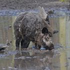 Wildschwein im Wasser