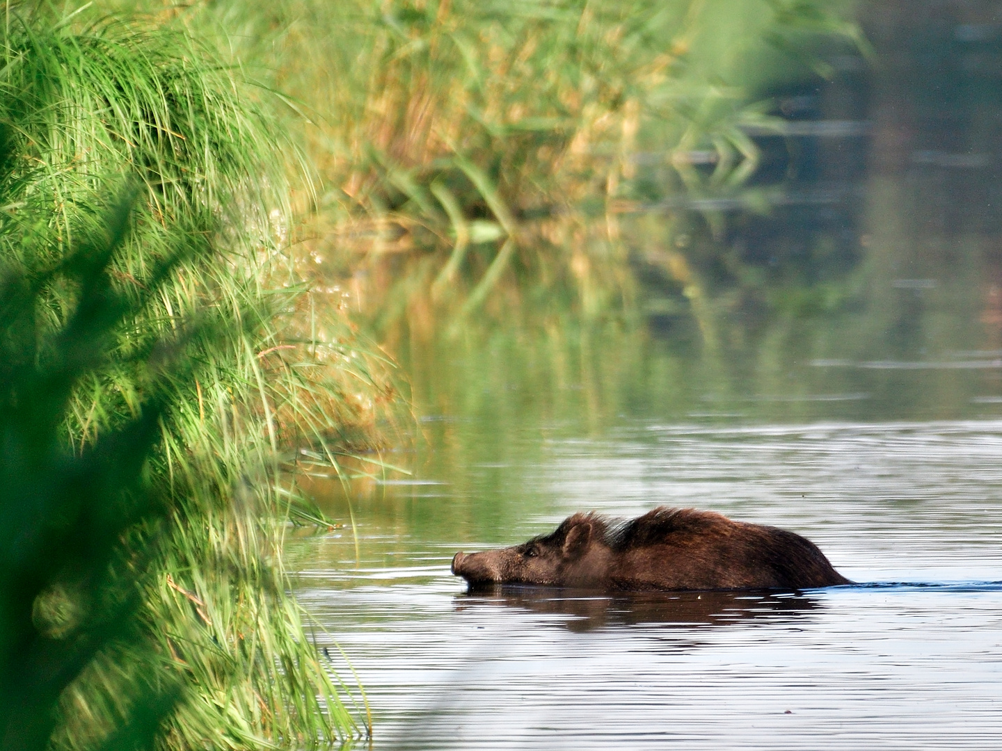 Wildschwein im Wasser