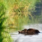 Wildschwein im Wasser