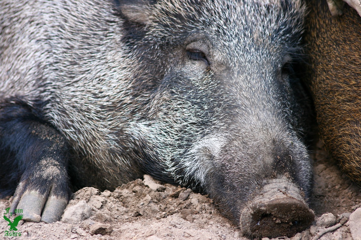 Wildschwein im Wildpark Granat