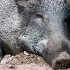 Wildschwein im Wildpark Granat