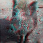 Wildschwein in 3D