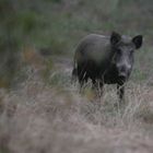 Wildschwein in der Dämmerung