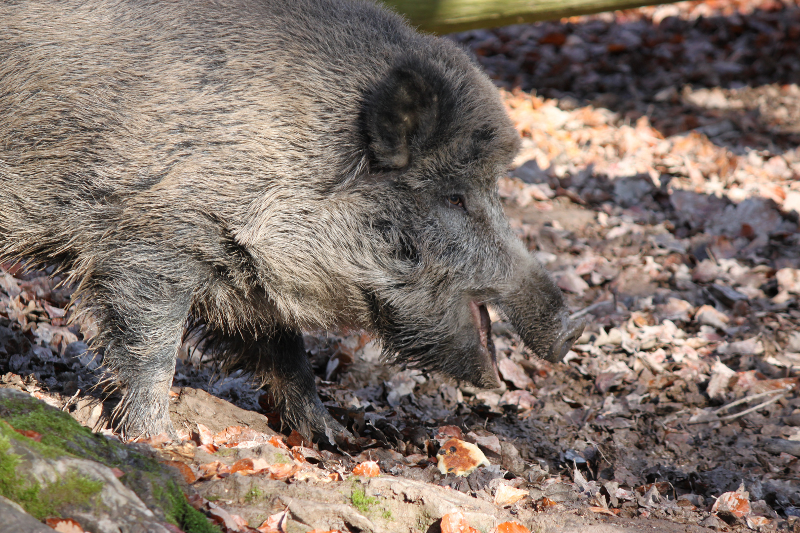 Wildschwein in der Fasanerie