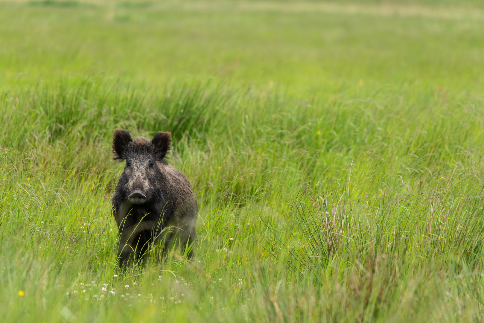 Wildschwein in der Wiese