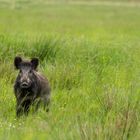 Wildschwein in der Wiese