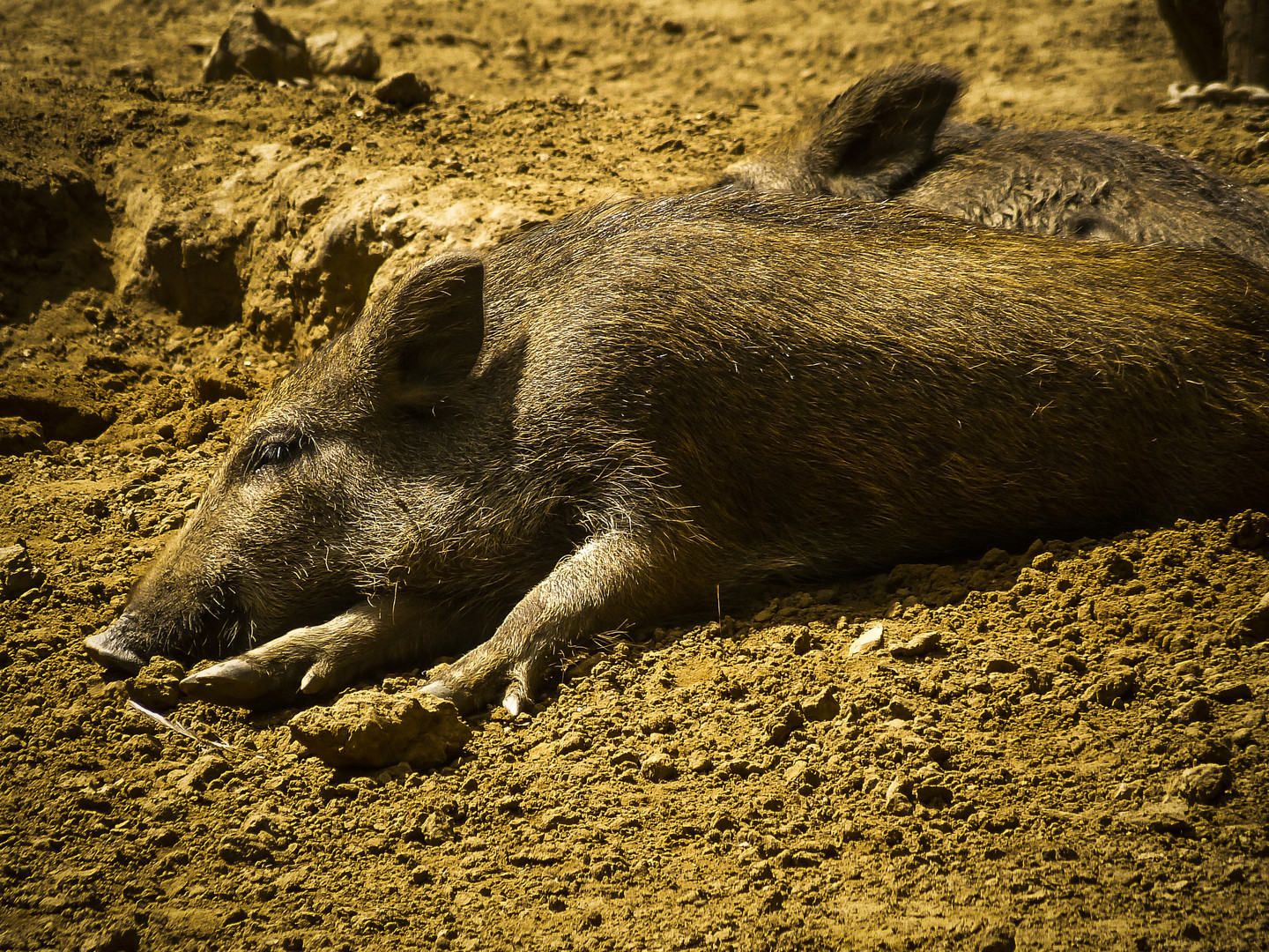 Wildschwein in Eberswalder Zoo