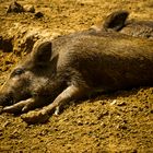 Wildschwein in Eberswalder Zoo