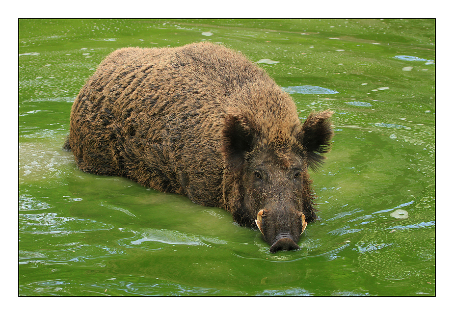 Wildschwein in grüner Soße