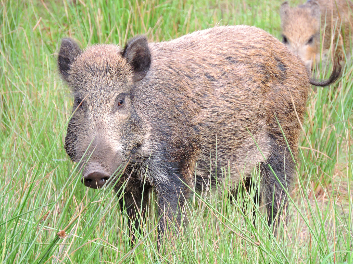 Wildschwein in Lille Vildmose / DK