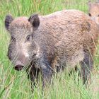 Wildschwein in Lille Vildmose / DK