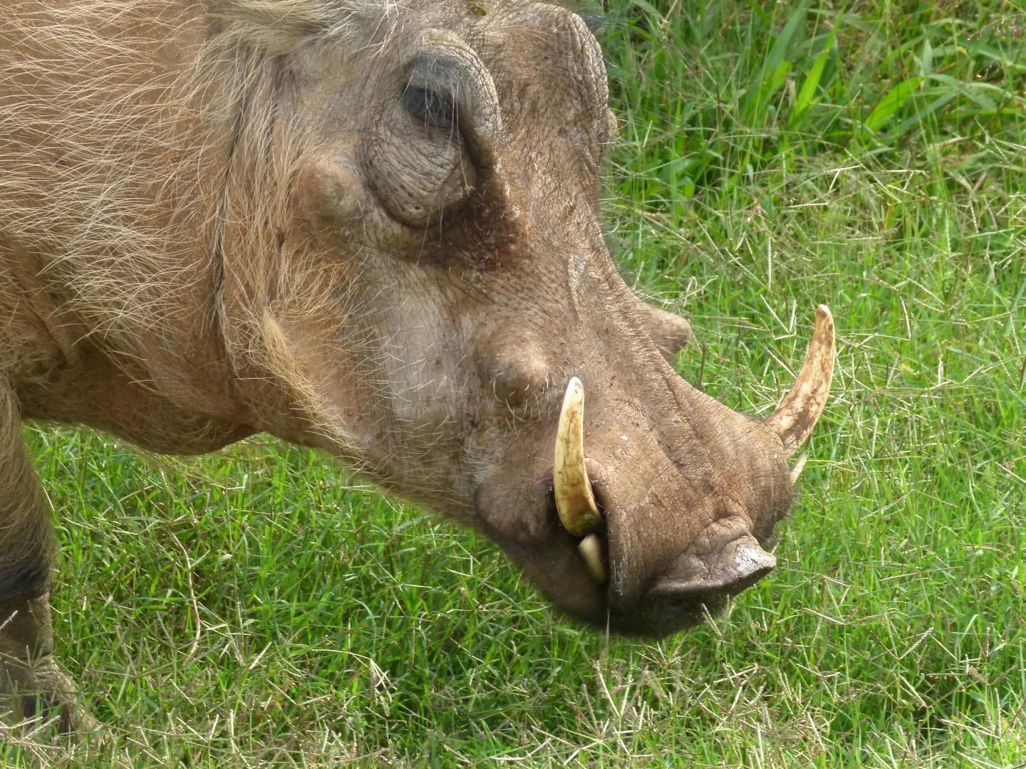 Wildschwein in Suedafrika