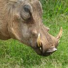 Wildschwein in Suedafrika