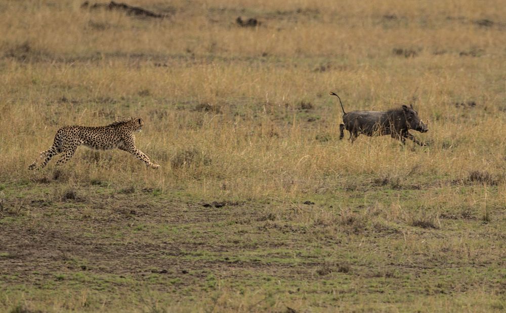 Wildschwein Jagd