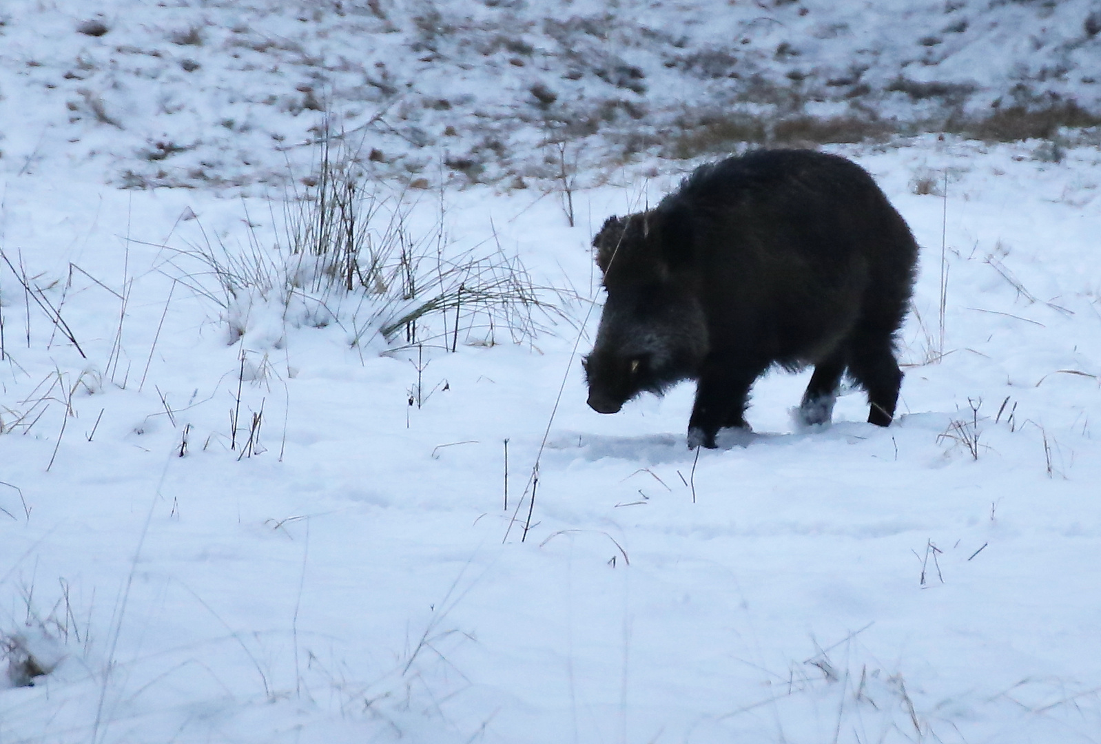 Wildschwein Keiler