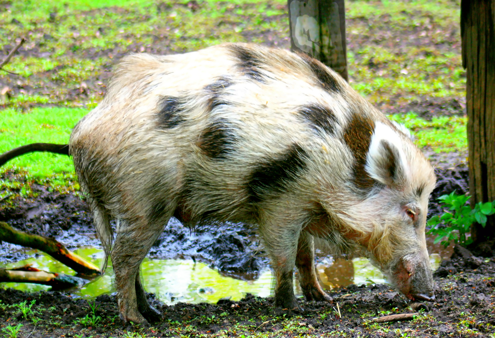 Wildschwein Keiler ,namens Flecki 