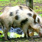 Wildschwein Keiler ,namens Flecki 