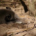 Wildschwein Mama und Kind