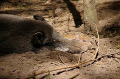 Wildschwein Mama und Kind