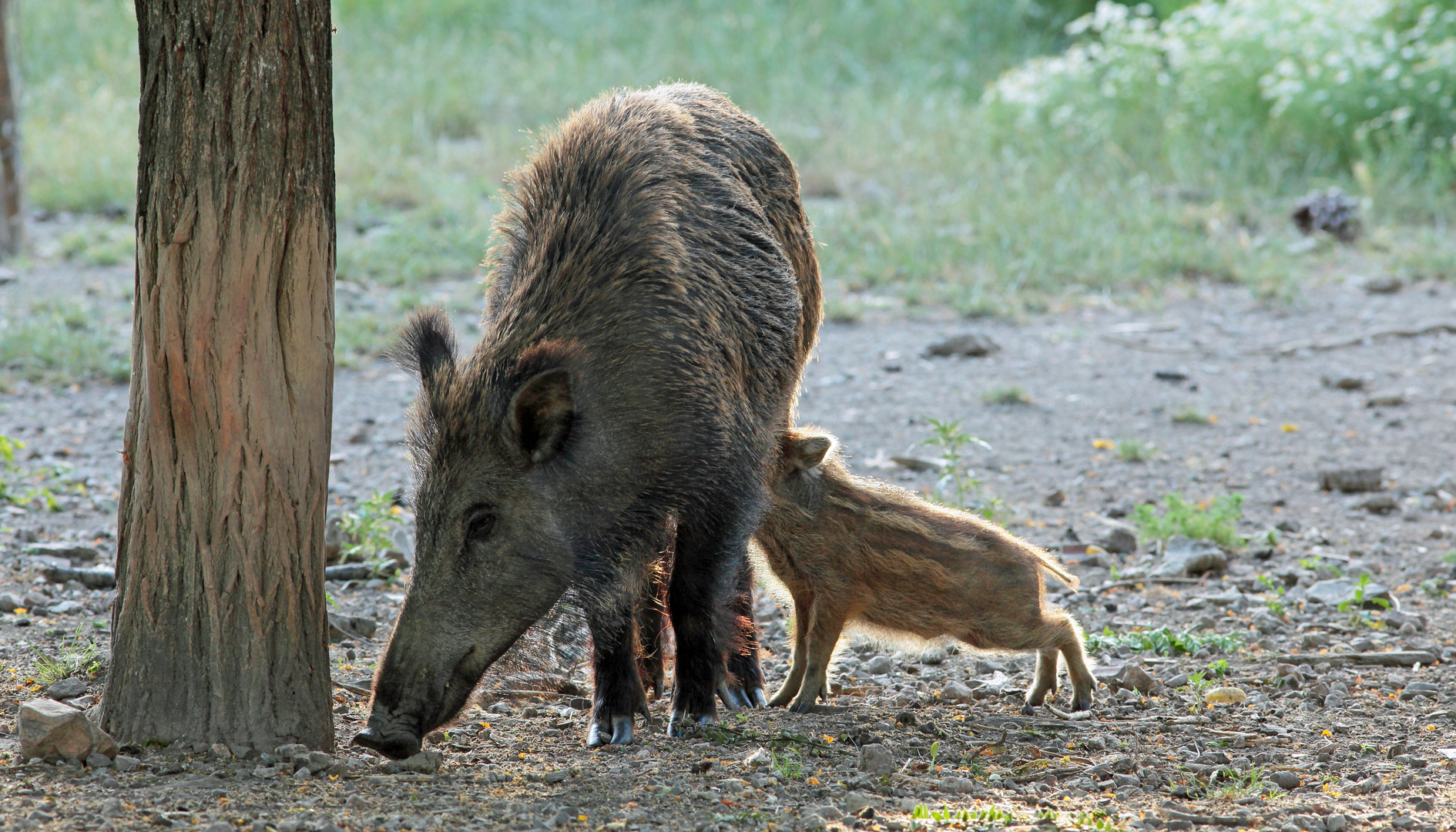 Wildschwein mit Frischling