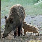 Wildschwein mit Frischling