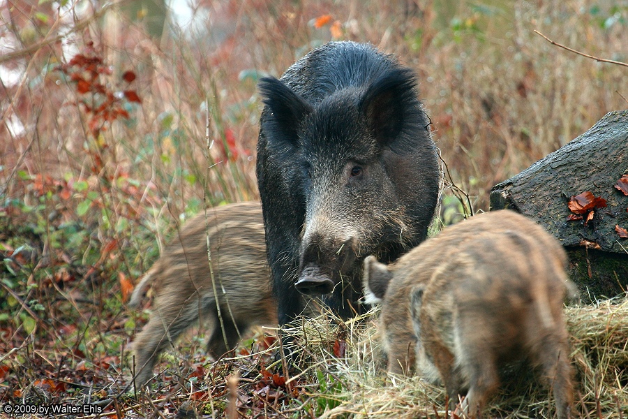 Wildschwein mit Frischlingen