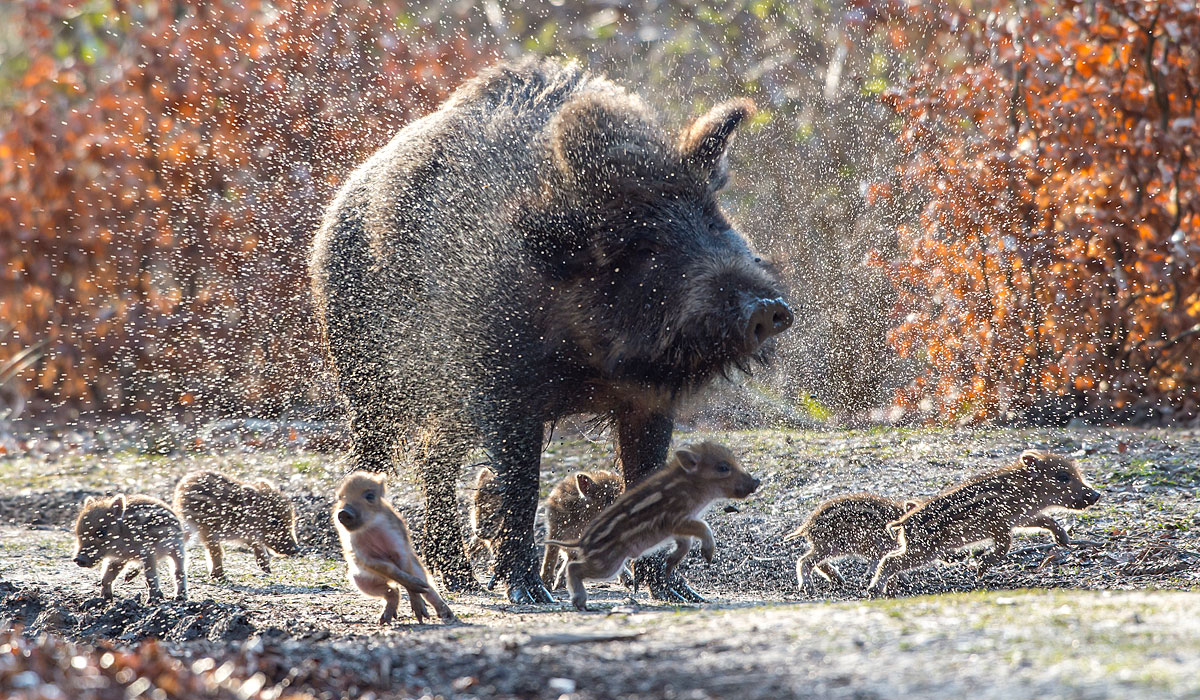 Wildschwein mit Frischlingen