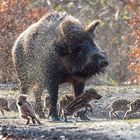 Wildschwein mit Frischlingen