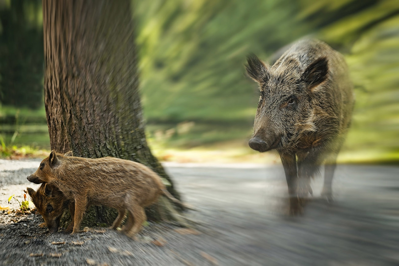 Wildschwein mit Frischlingen dynamisch durch Zoomeffekt