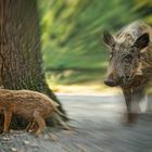 Wildschwein mit Frischlingen dynamisch durch Zoomeffekt