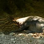 Wildschwein mit Frischlingen