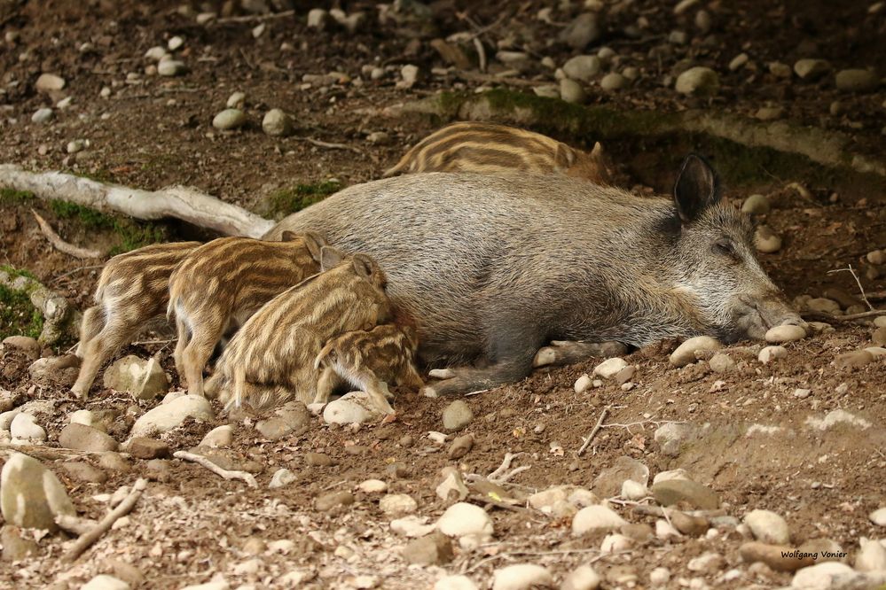 Wildschwein mit Frischlingen