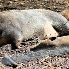 Wildschwein mit ihren Frischlingen