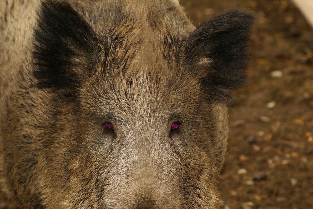 Wildschwein mit Kontaktlinsen