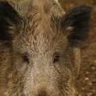 Wildschwein mit Kontaktlinsen