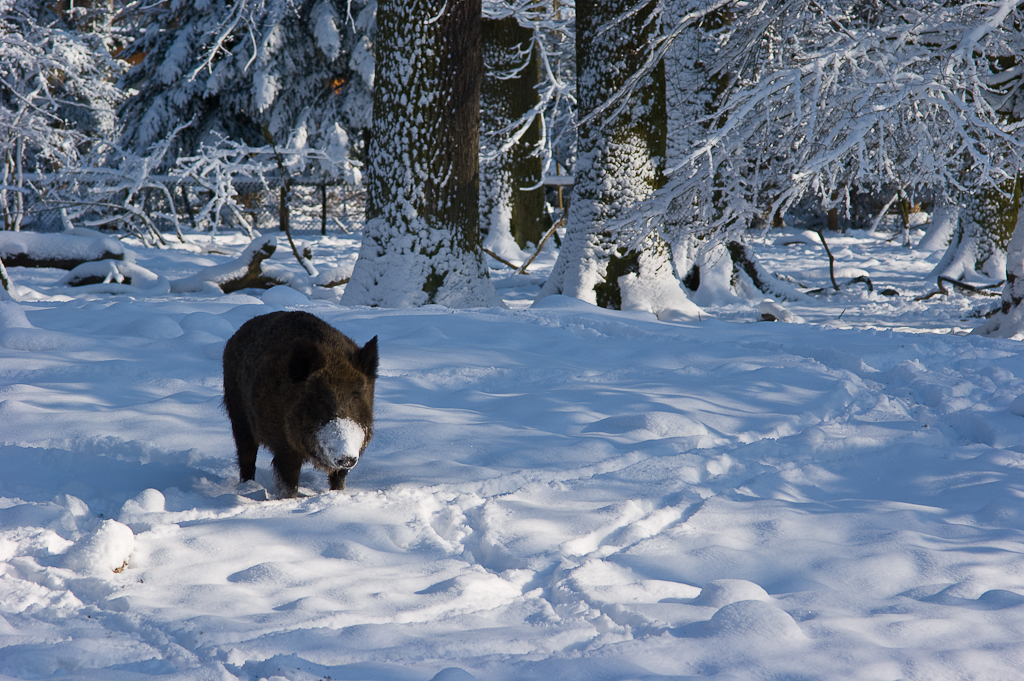 Wildschwein mit Maske